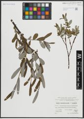 Foto von Salix appendiculata Vill. x Salix eleagnos Scop.